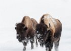 Judy Smith_Bison Walking in Yellowstone  National Park.jpg